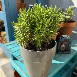 Crassula tetragona 'Miniature Pine Tree “12”